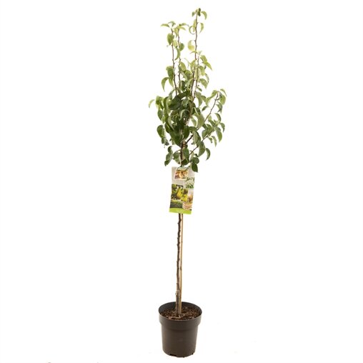 Perenboom 'Conference' halfstam